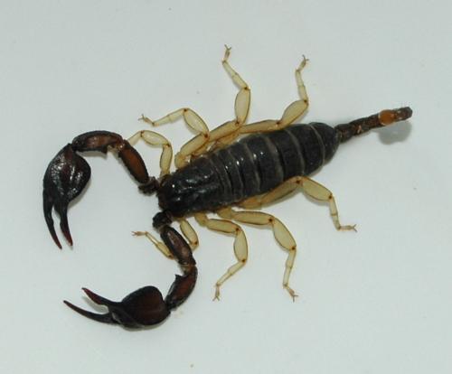 Euscorpius sp.